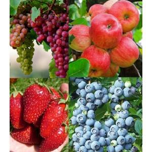 Плодово - ягодные растения