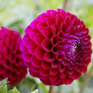 Георгина Бабетте  шаровидная 1шт.