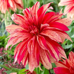 Георгина Бэбилон Флейм декоративная 1шт.