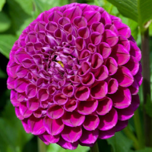 Георгина Бум Бум Пурпл шаровидная 1шт.