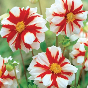 Георгина Файер энд Айс воротничковая 1шт.