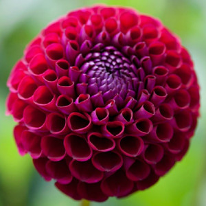 Георгина Иванетти шаровидная 1шт.