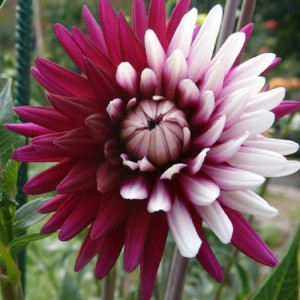 Георгина Ребекка'с Ворлд декоративная 1шт.