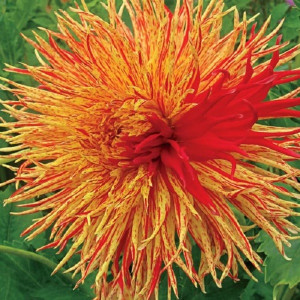 Георгина Реджманс Файркракер кактусовидная 1шт. 