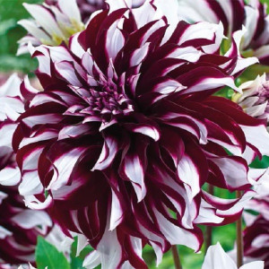 Георгина Тартан декоративная 1шт.