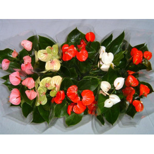 Антуриум Андре 30см