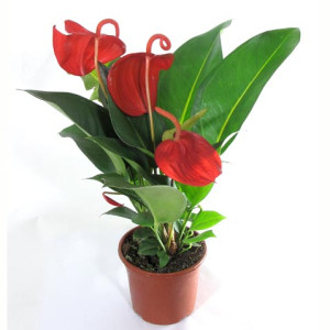 Антуриум Шерцера 45см