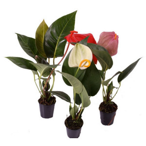 Антуриум Шерцера 25см