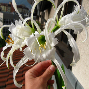 Исмене Festalis