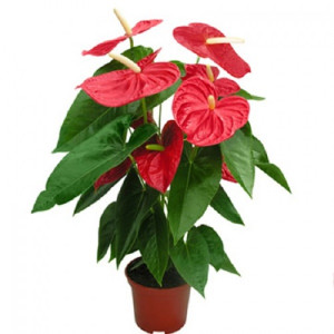 Антуриум Андре 55см