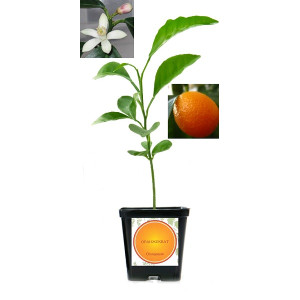 Оранжекват