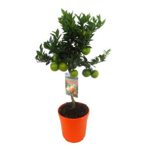 Померанец Чинотто 