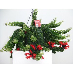 Эсхинантус