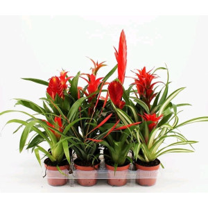 Бромелиевые 40 см.