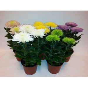 Хризантема  35 см.