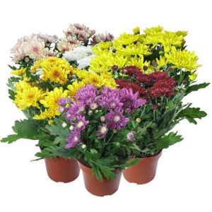 Хризантема 25 см.