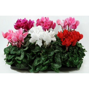 Цикламен 30 см.