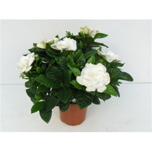 Гардения  30 см.