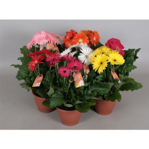Гербера 25 см.