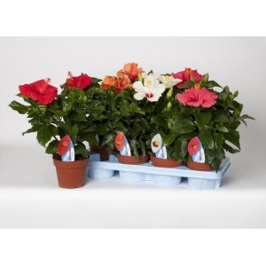 Гибискус 30 см.