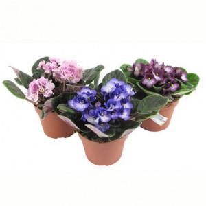 Сенполия 20 см.