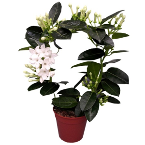 Стефанотис 45 см.