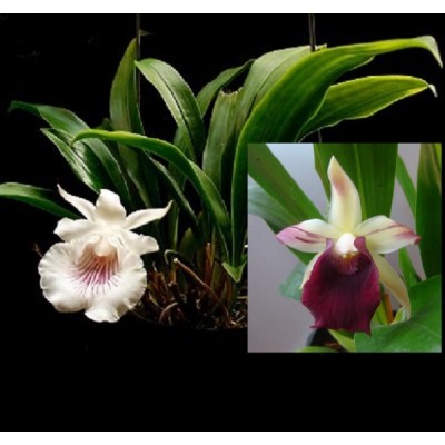 Орхидея кохлеантес 