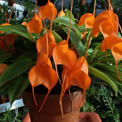 Орхидея масдеваллия Оrange Вurst