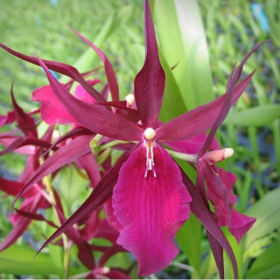  Орхидея Miltassia Royal Robe