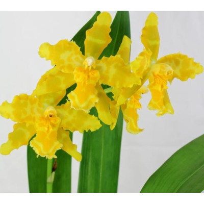 Орхидея Odontoglossum Geyser Gold 'Okika'