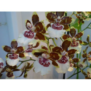 Орхидея Colmanara  Jungle Monarch