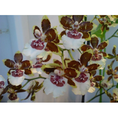 Орхидея Colmanara  Jungle Monarch
