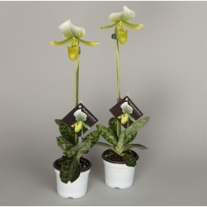 Пафиопедилум Мауди Фемма