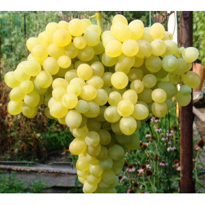 Виноград Кишмиш 342                             