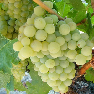 Виноград Восторг