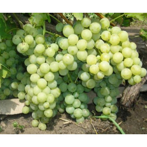 Виноград Алёшенькин                