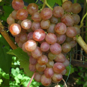 Виноград Амирхан  