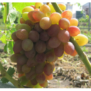 Виноград  Донские Зори                            
