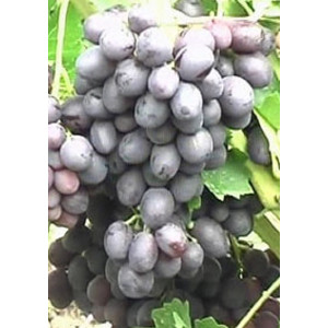 Виноград Краса Никополя   