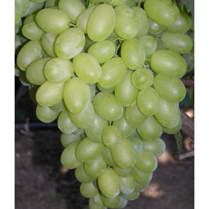 Виноград Лора                                 