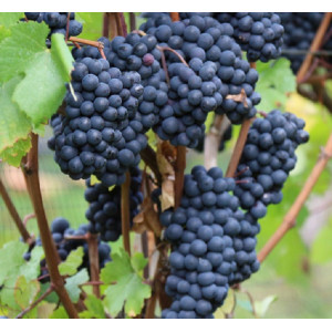 Виноград Памяти Домбковской              