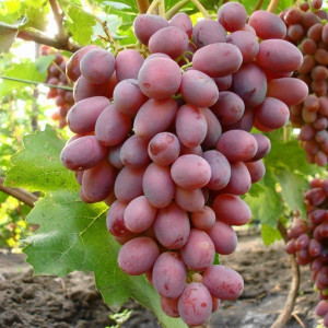 Виноград Ризамат