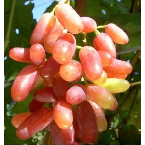 Виноград Юбилей Новочеркасска 