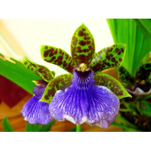 Орхидея зигопеталум Trozy Blue